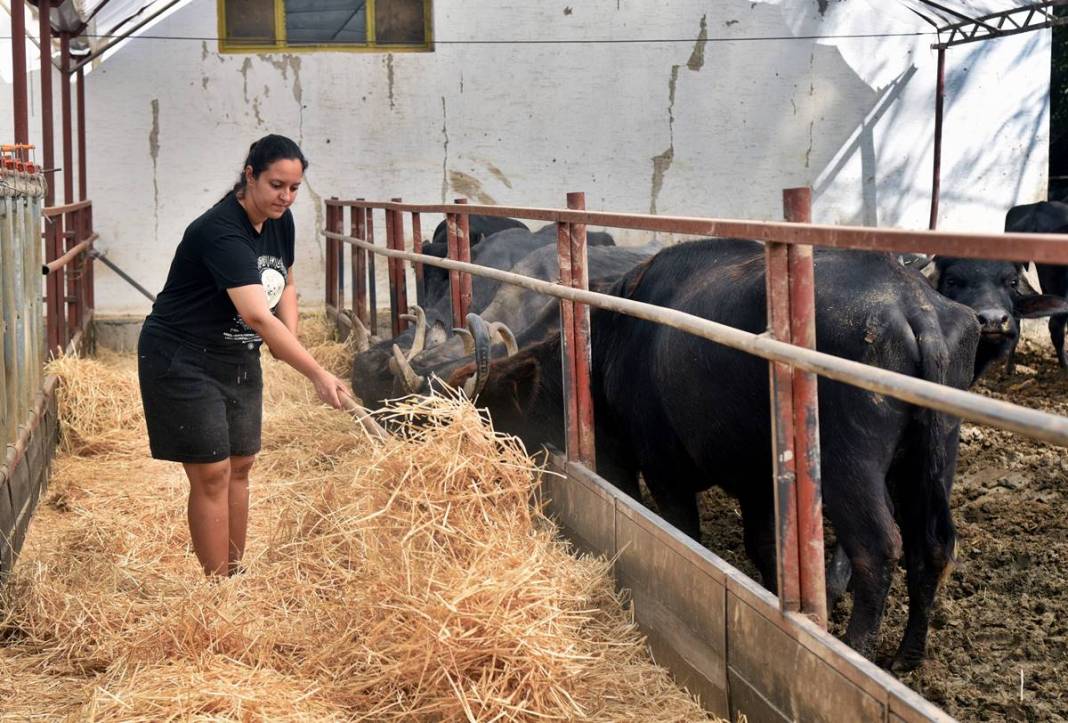 İş bulamayınca köyüne dönüp manda sütü satmaya başladı: Şimdi patron oldu! İletişim fakültesi mezunuydu, besici oldu 5